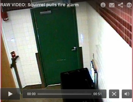 Camera catches squirrel pulling school's fire alarm